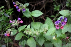 The lovely lungwort with its multi-colored flowers
