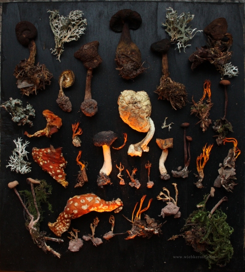 Fungi collection, 2013