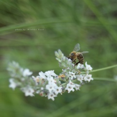 Bee on White Lavender, July 2016
