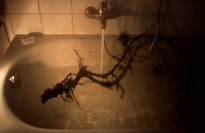 Root Bath