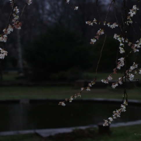 January Cherry Blossoms, Blue Hour
