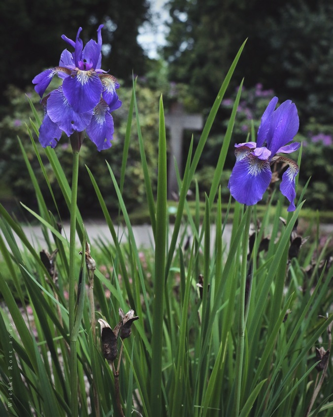 Graveyard Iris